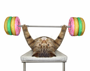 The beige cat athlete is doing exercises with a donut barbell on bench press. White background. Isolated.