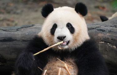 Obraz premium Giant panda eating bamboo,Wild Animals.