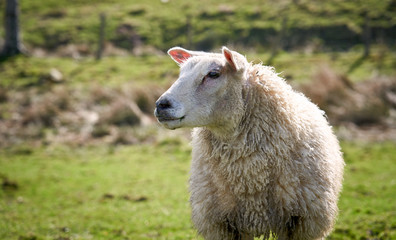 A closeup of a sheep on a livestock farm in Northumberland with the green blurred background of fields. England, UK.