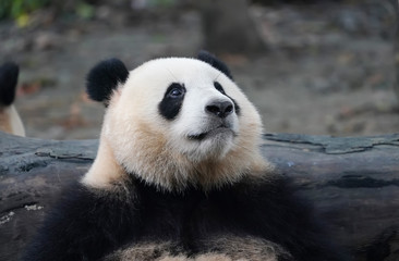 Giant panda eating bamboo,Wild Animals. © xiaoliangge