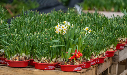narcissus blooming for chinese new year