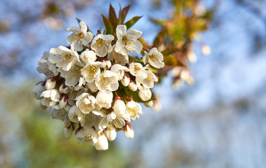 A closeup of white cherry blossom flowers on a tree in springtime with a sunny spring blurred background.