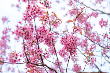 Branch of beautiful  wild Himalayan cherry blossom   in daylight.Thailand.