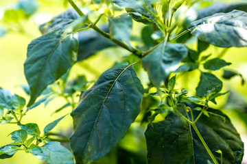 A blurred abstract background of a green chili tree that grows naturally in a humid area, close to a rural dishwasher or cultivated in a plot for expansion