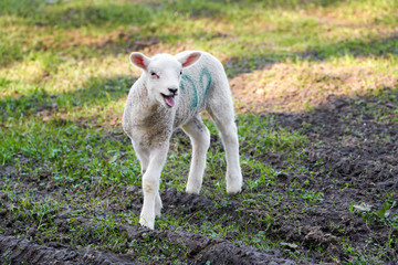 Naklejka na ściany i meble A young spring newborn lamb in a green grass field of a farm in the UK.