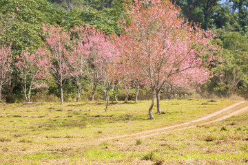 Pink garden (full bloom cherry blossom).