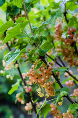 sprigs of red currant. Gardening, environmental concept