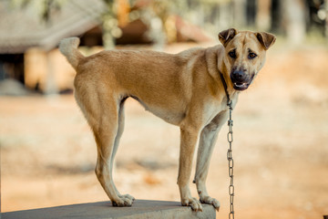 The blurred abstract background of a fast-moving Thai dog face, commonly seen in homes in Thailand that are popular for house keeping.