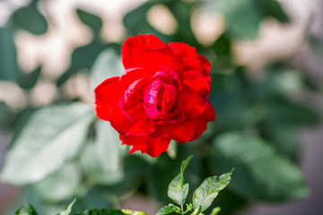 The blurred abstract background of bright red roses, often planted in gardens or decorated in restaurants for beauty.