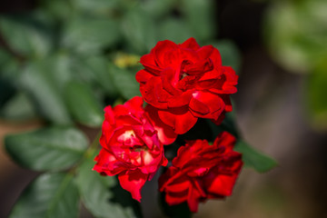 The blurred abstract background of bright red roses, often planted in gardens or decorated in restaurants for beauty.