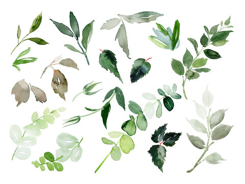 Set of watercolor branches and leaves for greeting cards