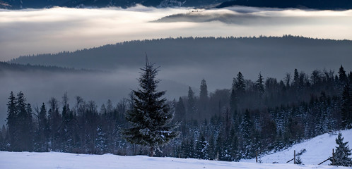 Winter forest in dramatic sunrise with fog in the Carpathians, Romania.