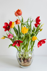 Blooming tulip tubers in a glass vase on a white background. 