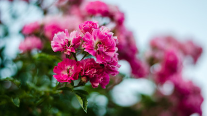 little roses in the garden. Pink roses. Floral background. Close-up