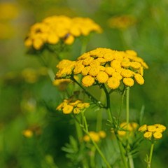 Blühender Rainfarn, Tanacetum vulgare