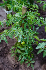 Green branches with young tomatoes. Gardening. Ecological cultivation of tomatoes in the garden