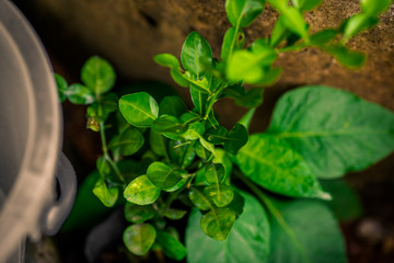 A blurred abstract background of a green chili tree that grows naturally in a humid area, close to a rural dishwasher or cultivated in a plot for expansion