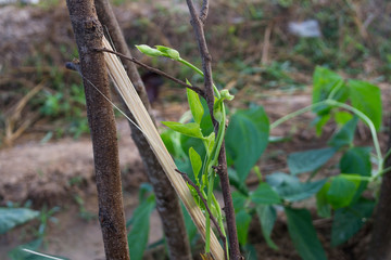 Yard-long bean vine is growing around the branches.