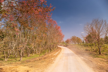 Lonely street with pink trees (cherry blooming)