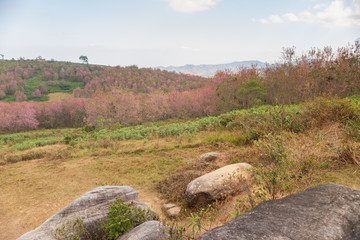 Pink garden (full bloom cherry blossom).