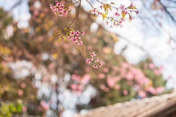 Pink garden (full bloom cherry blossom).