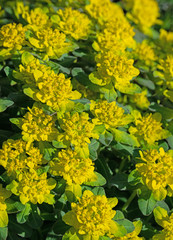 Blühende Warzen-Wolfsmilch,Euphorbia verrucosa
