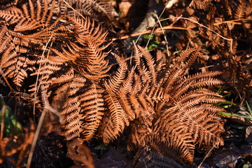 winter bracken