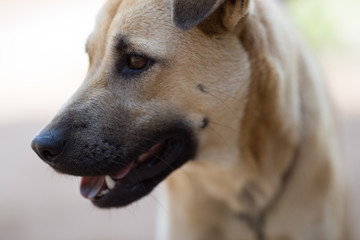 The blurred abstract background of a fast-moving Thai dog face, commonly seen in homes in Thailand that are popular for house keeping.