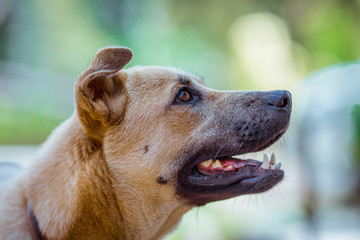The blurred abstract background of a fast-moving Thai dog face, commonly seen in homes in Thailand that are popular for house keeping.
