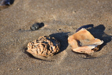 Fototapeta na wymiar shells on the beech