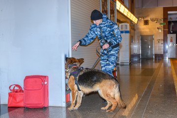 Female police officer with a trained german shepherd dog sniffs out drugs or bomb in luggage....