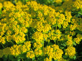 Blühende Warzen-Wolfsmilch,Euphorbia verrucosa