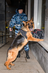 Female police officer with a trained german shepherd dog sniffs out drugs or bomb in luggage.