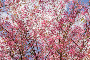 Pink garden (full bloom cherry blossom).