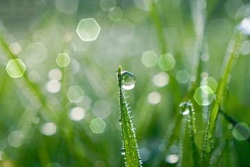 raindrop on the green grass in rainy days, green and bright background