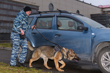 Female police officer with a trained dog sniffs out drugs or bomb in the car. Terrorist attacks...