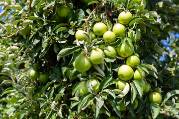 Ripe apples on tree branches