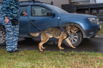 German shepherd police dog sniffs out drugs or bomb in the car. Terrorist attacks prevention. Security.