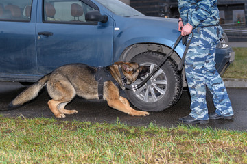 German shepherd police dog sniffs out drugs or bomb in the car. Terrorist attacks prevention....