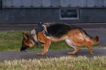 German shepherd police dog. Close up.