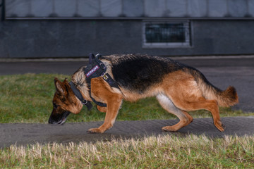 German shepherd police dog. Close up. Russian Police. Sign means 