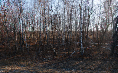 Fototapeta premium launched dry autumn forest ecological disaster