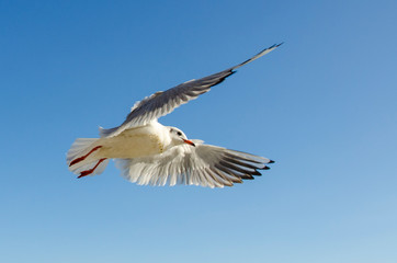 Seagull flying isolated on blue sky