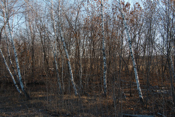 launched dry autumn forest ecological disaster