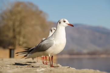 Seagulls on shore standing