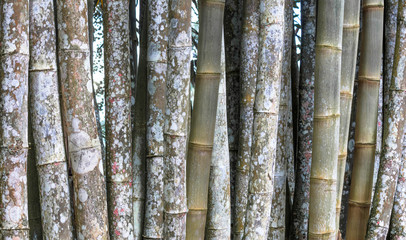 Fundo com bambus