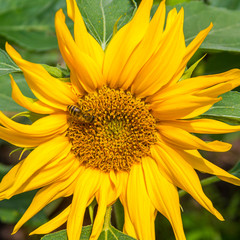 Eine Sonnenblume als Close up wird gerade von einer Biene bestäubt.