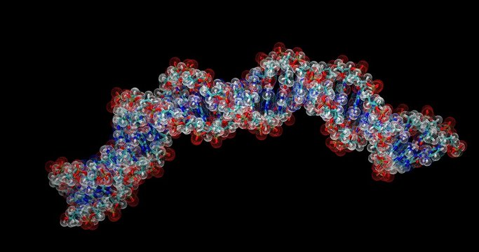 Double-stranded B-DNA, CPK and dot surface representation
