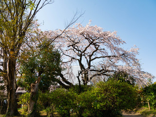 Cherry blossom flowers are bloom beside an old house in Saga prefecture, JAPAN.