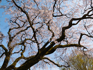 Cherry blossom flowers are bloom in Saga prefecture, JAPAN.
